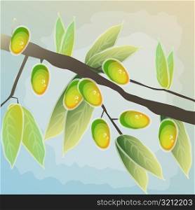Close-up of mangoes on the branch of a tree