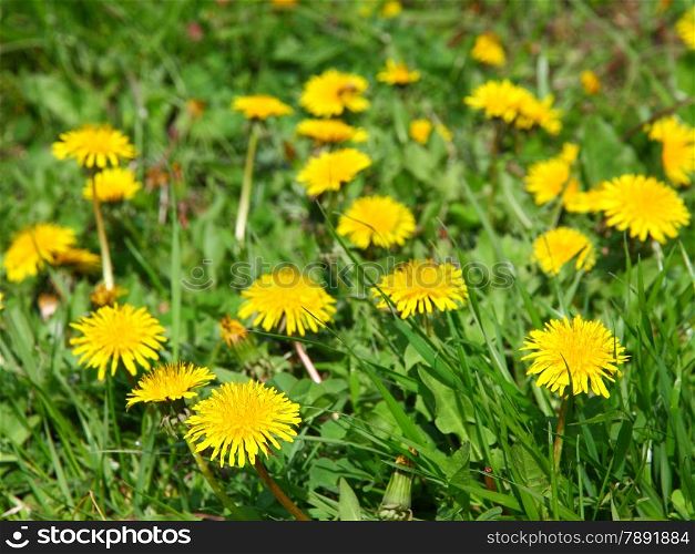 Close-up of many dandelion flowers at the field