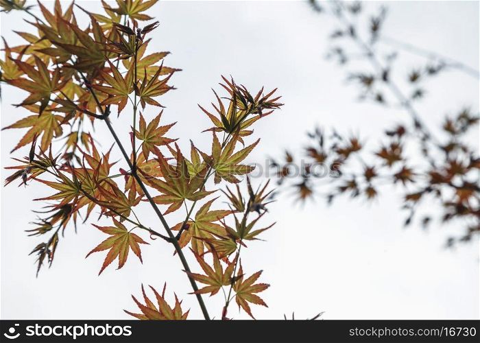 Close-up of maple leaves.