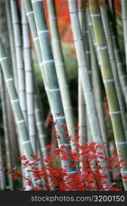 Close-up of maple leaves and bamboo stems, Kyoto, Japan