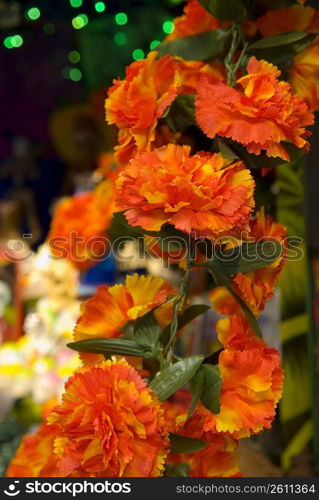 Close-up of marigolds