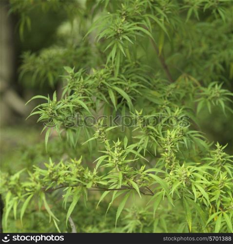 Close-up of Marijuana leaves on plant, Chokhor Valley, Bumthang District, Bhutan