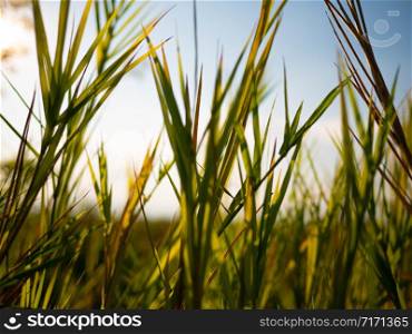 Close up of meadow with sunbeams. Beautiful nature field landscape with sun shining.
