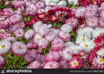 Close up of mixed colorful of Common Daisy- Monstrosa. Corsican Bellis Perennis Flower.