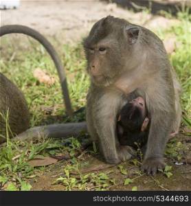 Close-up of monkey nursing its baby, Krong Siem Reap, Siem Reap, Cambodia
