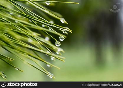 Close-up of morning dews on a fir tree