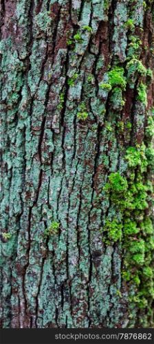 Close-up of moss-covered bark