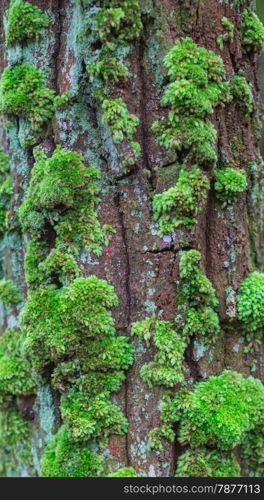 Close-up of moss-covered bark