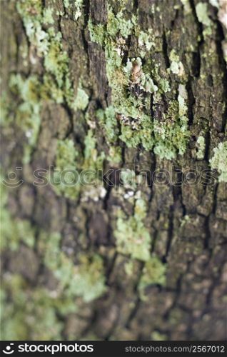 Close-up of moss growing on tree bark.