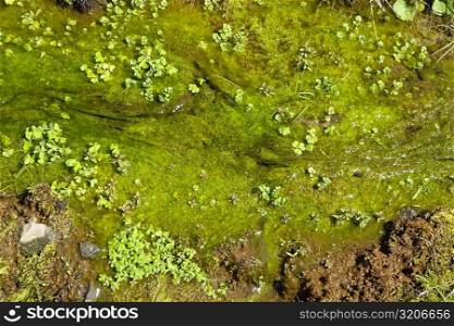 Close-up of moss, Liliuokalani Park And Gardens, Hilo, Hawaii Islands, USA