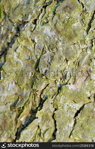 Close-up of moss on a tree trunk