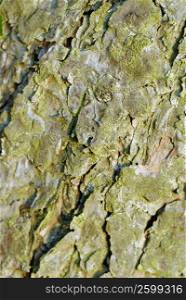 Close-up of moss on a tree trunk