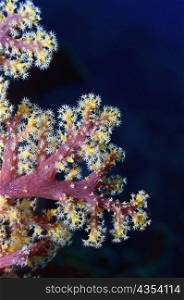 Close-up of Multi-Colored Soft Coral underwater, Milne Bay, Papua New Guinea