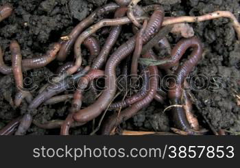 Close-up of multiple earthworms crawling through the soil