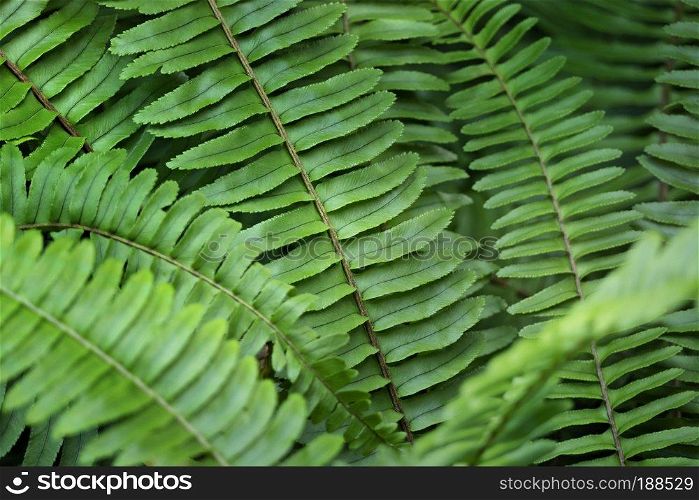 close up of natural green fern in the forest