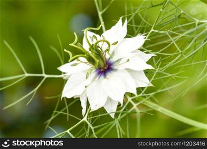 close-up of Nigella damascena flower, blue or white