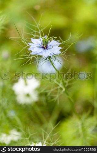 close-up of Nigella damascena flower, blue or white