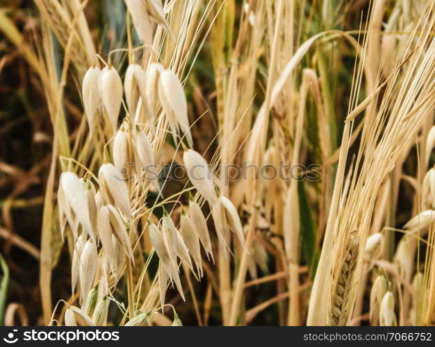 Close up of oat field. Agriculture and nature concept.. Close up of oat field.