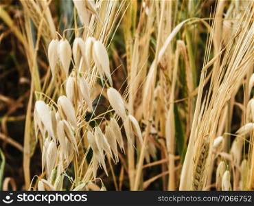 Close up of oat field. Agriculture and nature concept.. Close up of oat field.