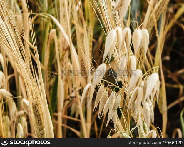 Close up of oat field. Agriculture and nature concept.. Close up of oat field.