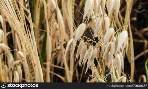 Close up of oat field. Agriculture and nature concept.. Close up of oat field.