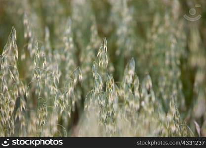 Close up of oat plants