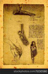 Close up of Old anatomy drawings by Leonardo Da Vinci