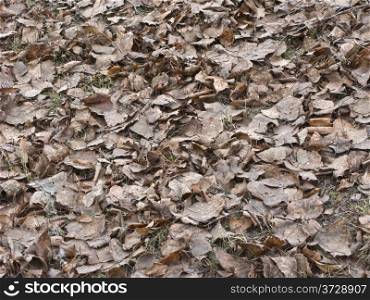 Close up of old leaves on the ground in park