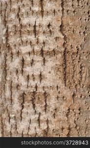 Close up of old oak bark surface texture