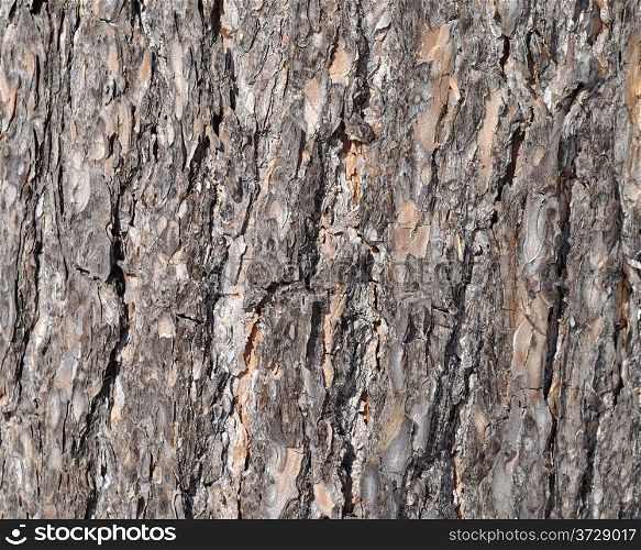 Close up of old pine bark surface texture