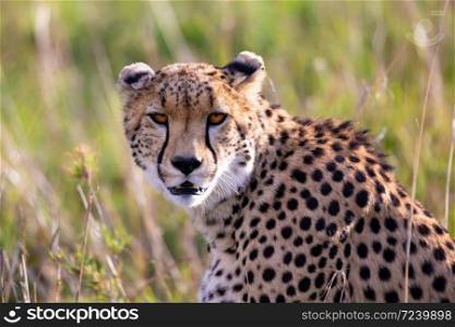 Close up of one cheetah between the grass. Close up of a cheetah between the grass
