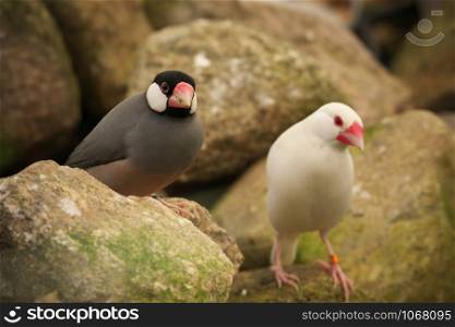 Close-up of one grey colored and one albino java sparrow birds with bird bands perched on the grey and green stones in the greenhouse