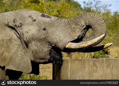 Close-up of One male African Elephant bull drinking water