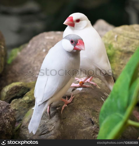 Close-up of one silver (opal) colored and one albino java sparrow birds with bird bands perched on the green stones in the greenhouse among green plants