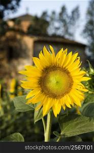 Close-up of one sunflower growing in field with building in the background in Tuscany, Italy.