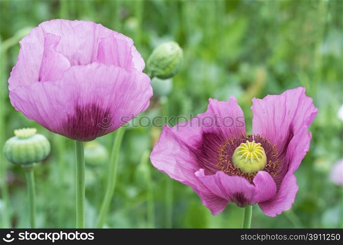 Close-up of Opium Poppy (Papaver somniferum) flower on the field