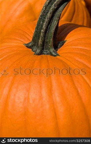 Close-up of orange autumn pumpkin.