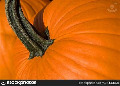 Close-up of orange autumn pumpkin.