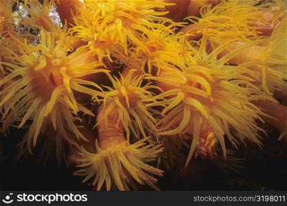 Close-up of Orange Cup Coral (Tubastraea Coccinea) underwater, Bonaire, Netherlands Antilles