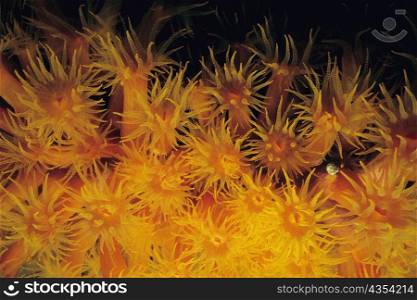 Close-up of Orange Cup Coral (Tubastraea coccinea) underwater, Bonaire, Netherlands Antilles