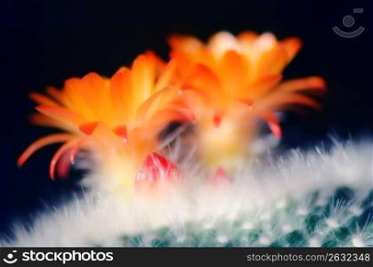 Close up of orange flowers on cactus
