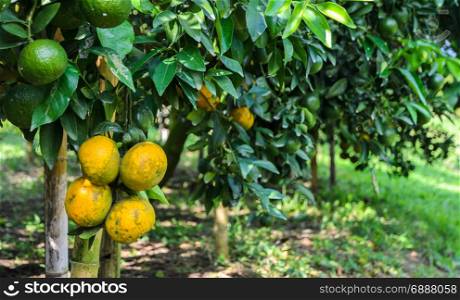 Close up of orange fruit on its tree in the Orange orchard