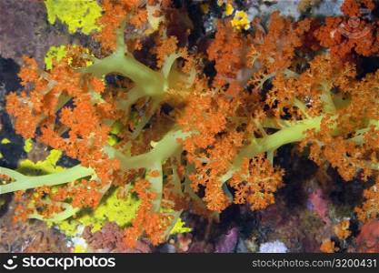 Close-up of Orange Soft Coral and Green Soft Coral underwater, North Sulawesi, Indonesia