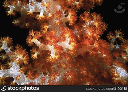 Close-up of Orange Soft Coral and Yellow Soft Coral underwater, Sipadan, Malaysia