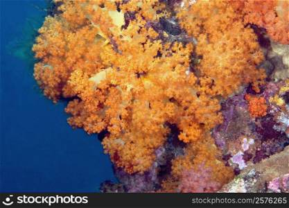 Close-up of Orange Soft Coral underwater, North Sulawesi, Indonesia