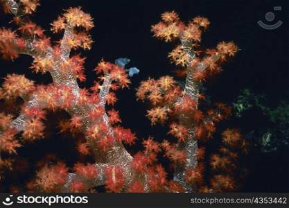 Close-up of Orange Soft Coral underwater, Palau