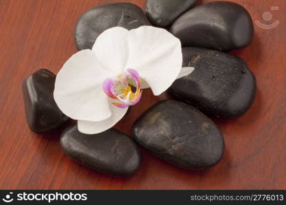 Close up of orchid over black stones