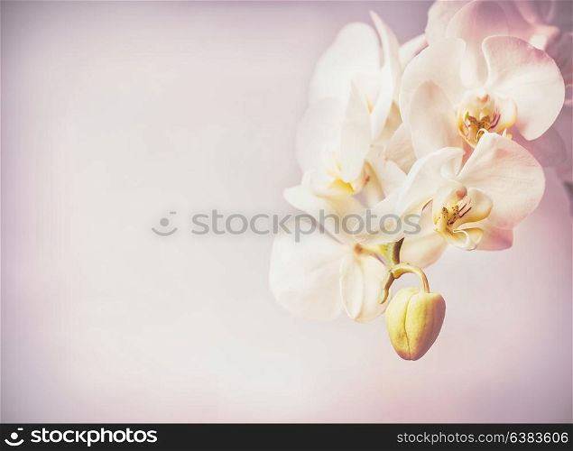 Close up of orchids flowers at purple pale background , copy space