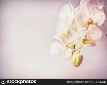 Close up of orchids flowers at purple pale background , copy space