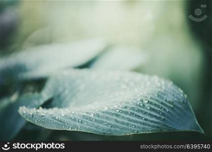 Close up of ornamental Hosta plant leaf with water drops